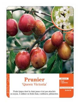 PRUNIER ‘QUEEN VICTORIA’