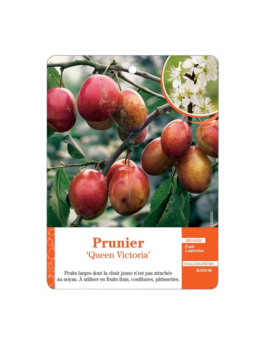 PRUNIER ‘QUEEN VICTORIA’