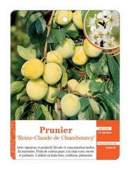 PRUNIER ‘REINE-CLAUDE DE CHAMBOURCY’