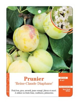 PRUNIER ‘REINE-CLAUDE DIAPHANE’