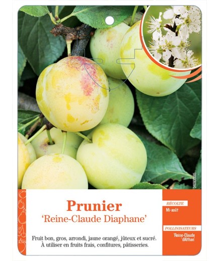 PRUNIER ‘REINE-CLAUDE DIAPHANE’