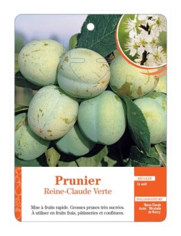 PRUNIER REINE-CLAUDE VERTE