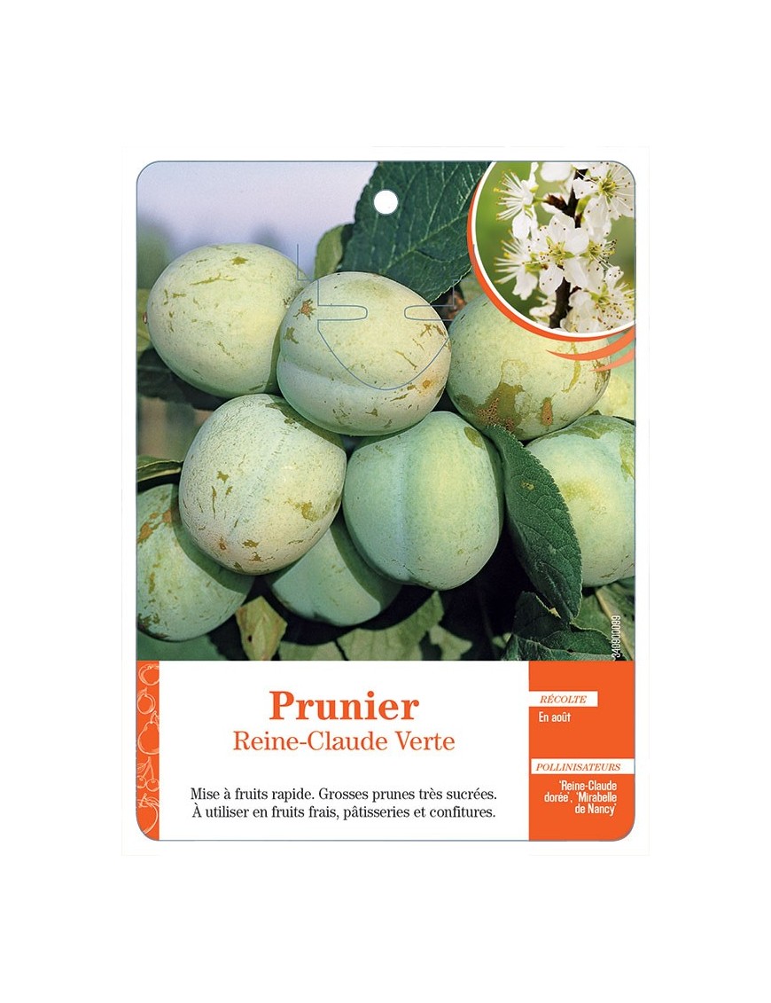 PRUNIER REINE-CLAUDE VERTE