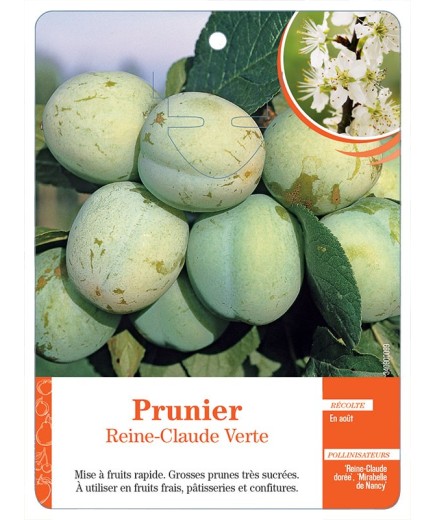 PRUNIER REINE-CLAUDE VERTE