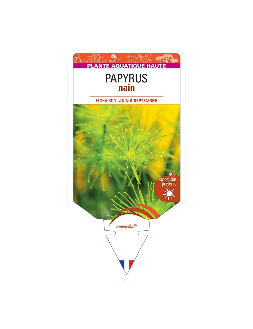 CYPERUS prolifer voir Papyrus nain