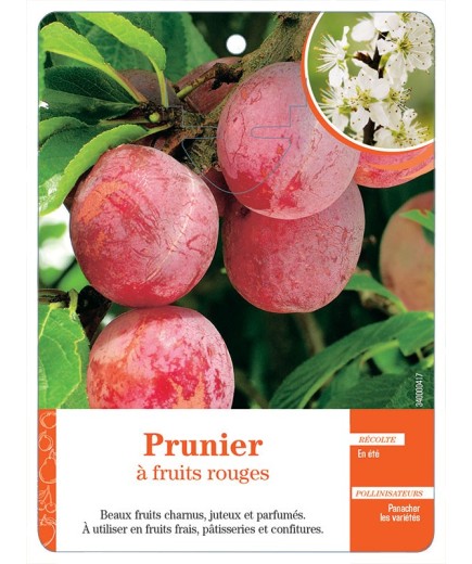 PRUNIER À FRUITS ROUGES