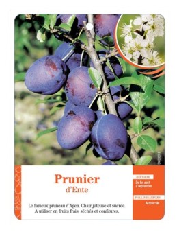 PRUNIER D’ENTE