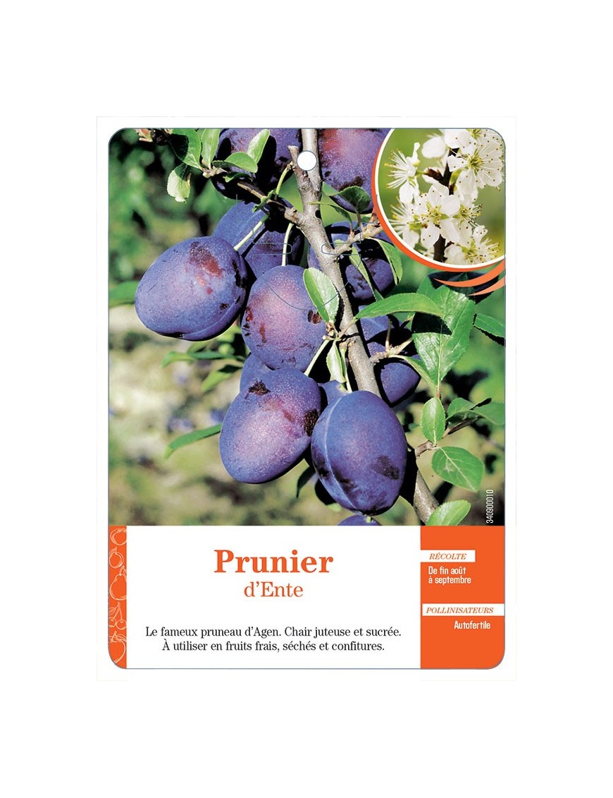 PRUNIER D’ENTE