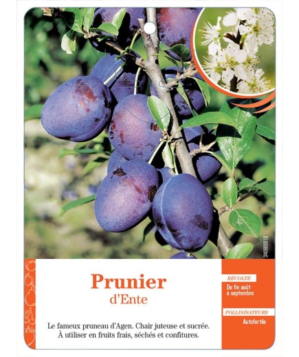 PRUNIER D’ENTE