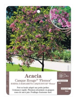 ACACIA ‘CASQUE ROUGE’
