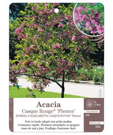 ACACIA ‘CASQUE ROUGE’