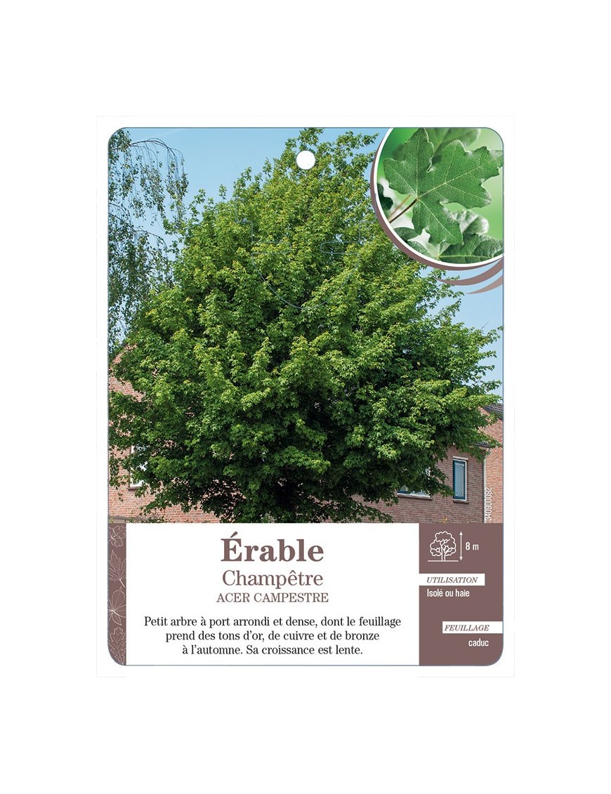 ACER CAMPESTRIS VOIR ÉRABLE CHAMPÊTRE