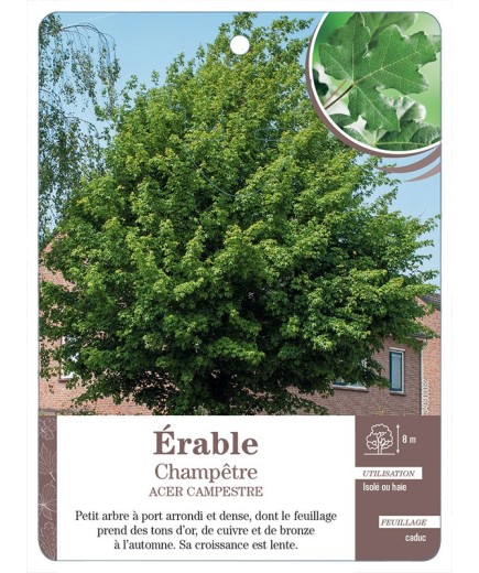ACER CAMPESTRIS VOIR ÉRABLE CHAMPÊTRE