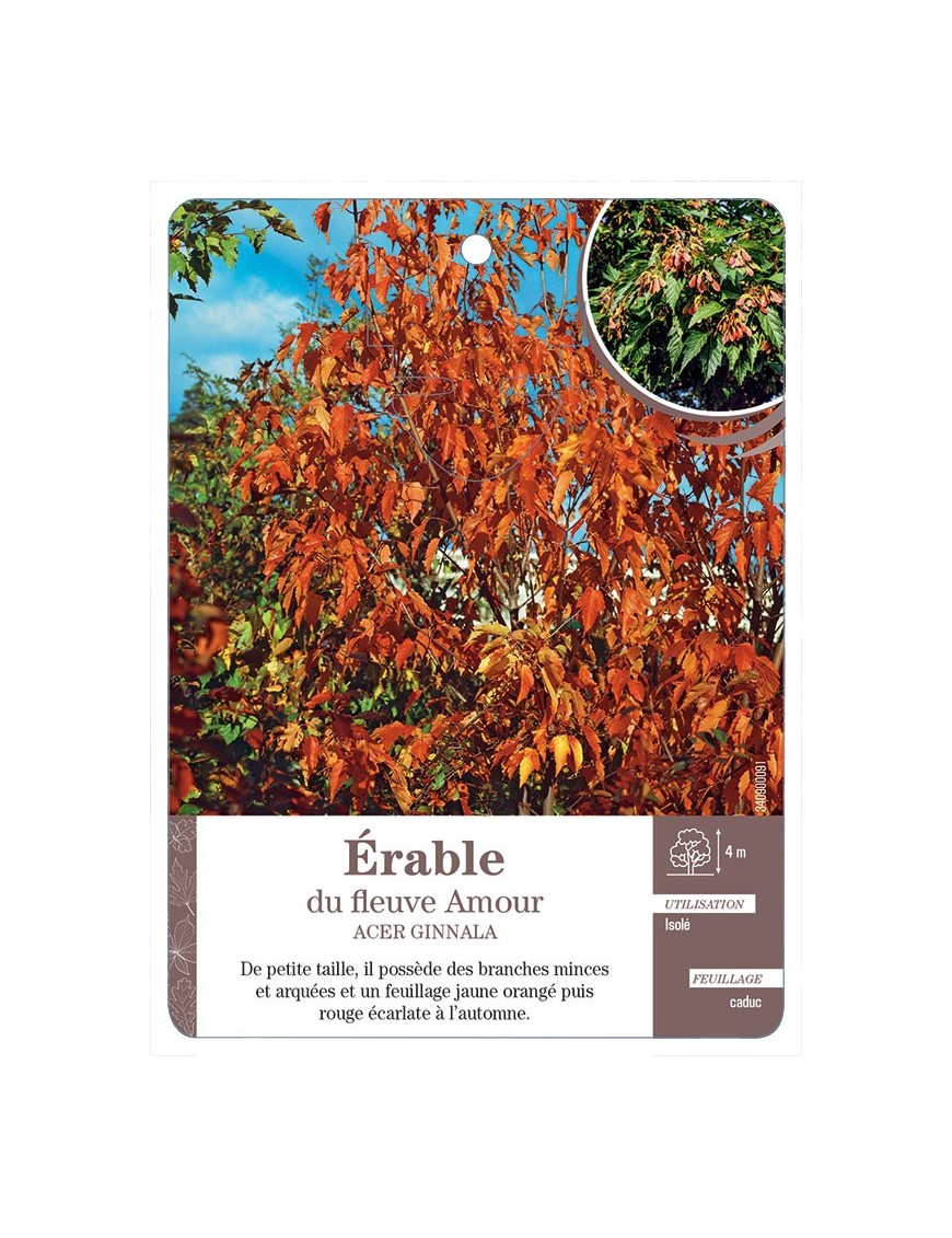 ACER GINNALA VOIR ÉRABLE DU FLEUVE AMOUR