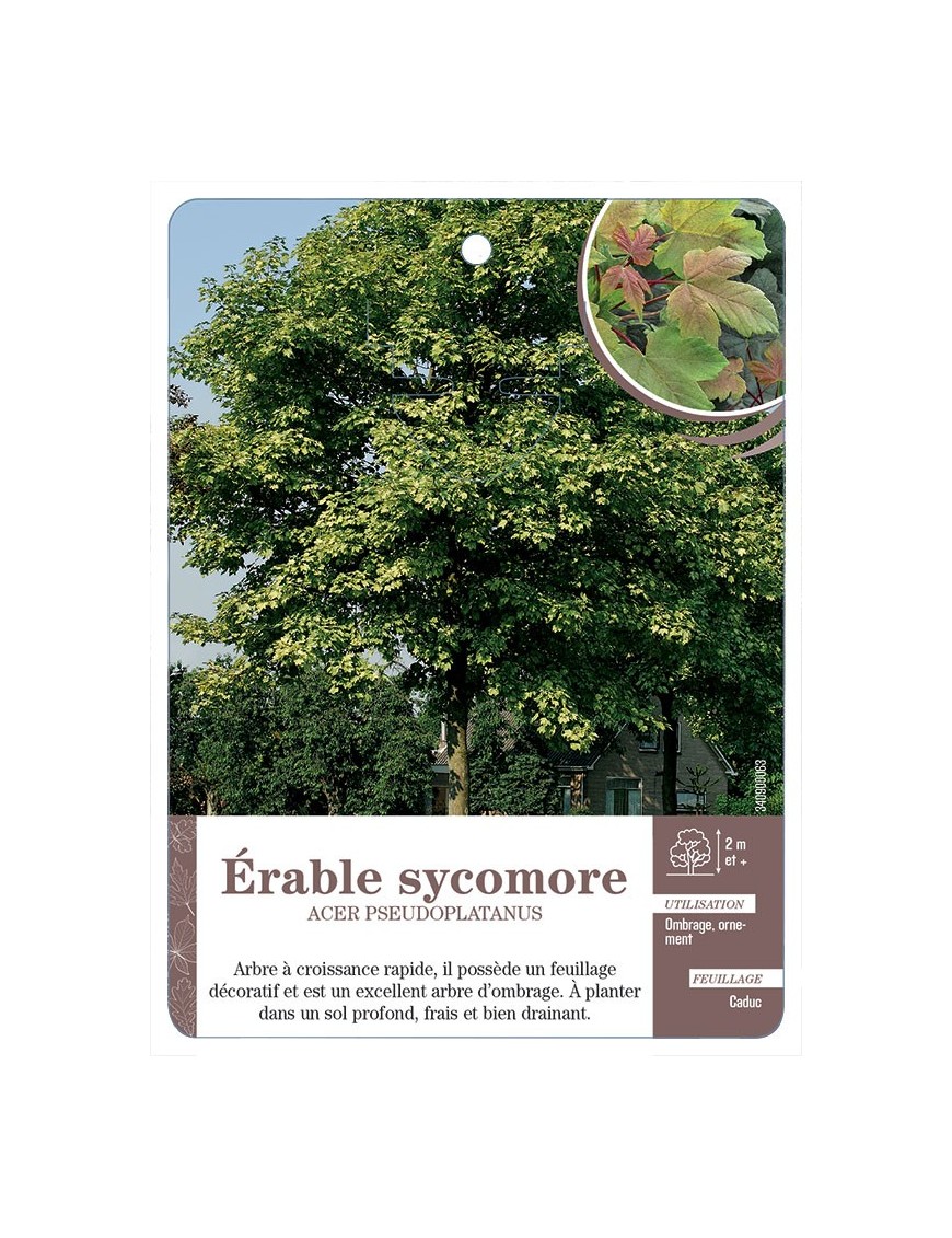 ACER PSEUDOPLATANUS VOIR ÉRABLE SYCOMORE