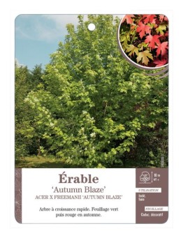 ACER X FREEMANII AUTUMN BLAZE VOIR ÉRABLE