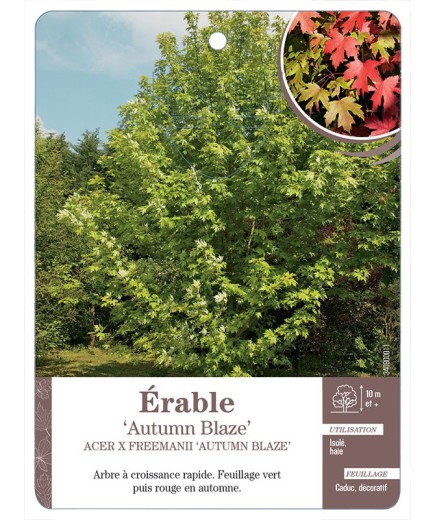 ACER X FREEMANII AUTUMN BLAZE VOIR ÉRABLE