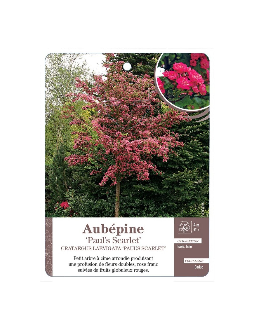 AUBÉPINE PAUL’S SCARLET CRATAEGUS LAEVIGATA