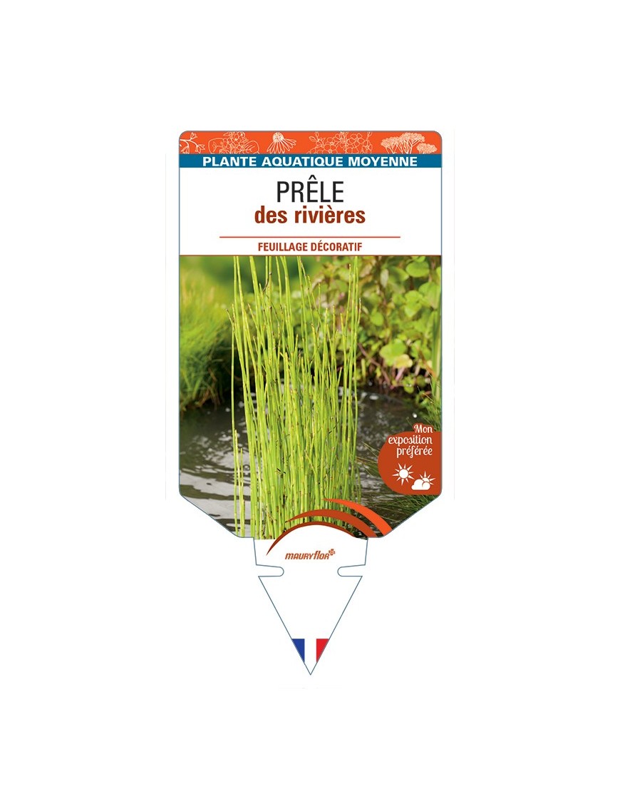 EQUISETUM fluviatile voir Prêle des Rivières