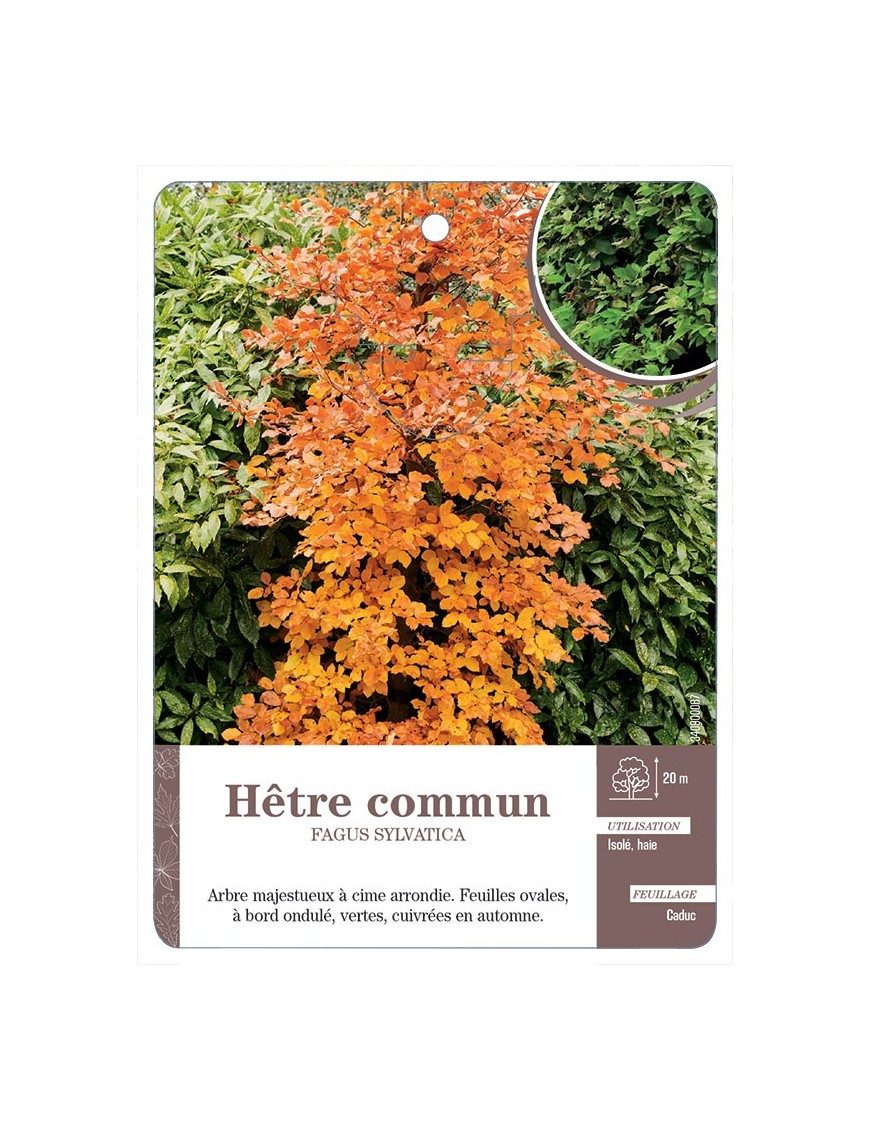 FAGUS SYLVATICA VOIR HÊTRE COMMUN