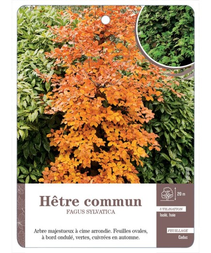 FAGUS SYLVATICA VOIR HÊTRE COMMUN