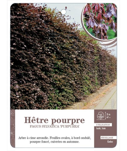 FAGUS SYLVATICA PURPUREA VOIR HÊTRE POURPRE