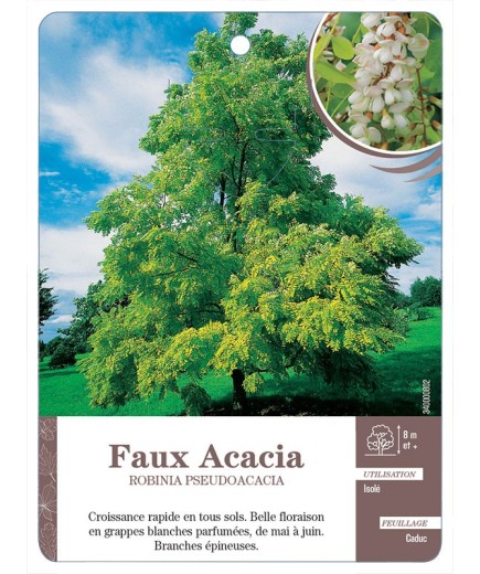 FAUX ACACIA