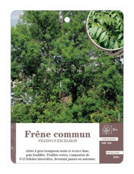 FRAXINUS EXCELSIOR VOIR FRÊNE À COMMUN