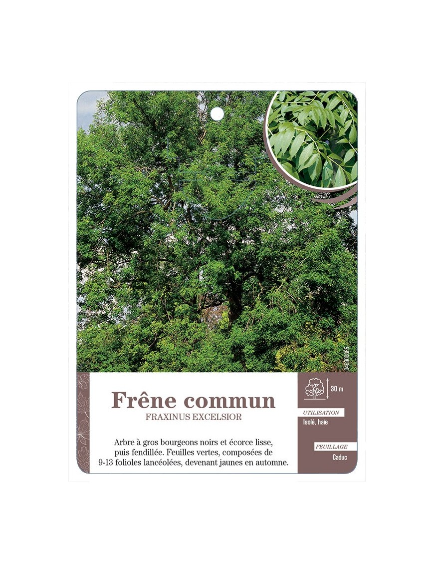 FRAXINUS EXCELSIOR VOIR FRÊNE À COMMUN