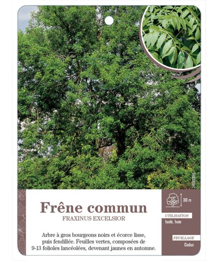 FRAXINUS EXCELSIOR VOIR FRÊNE À COMMUN