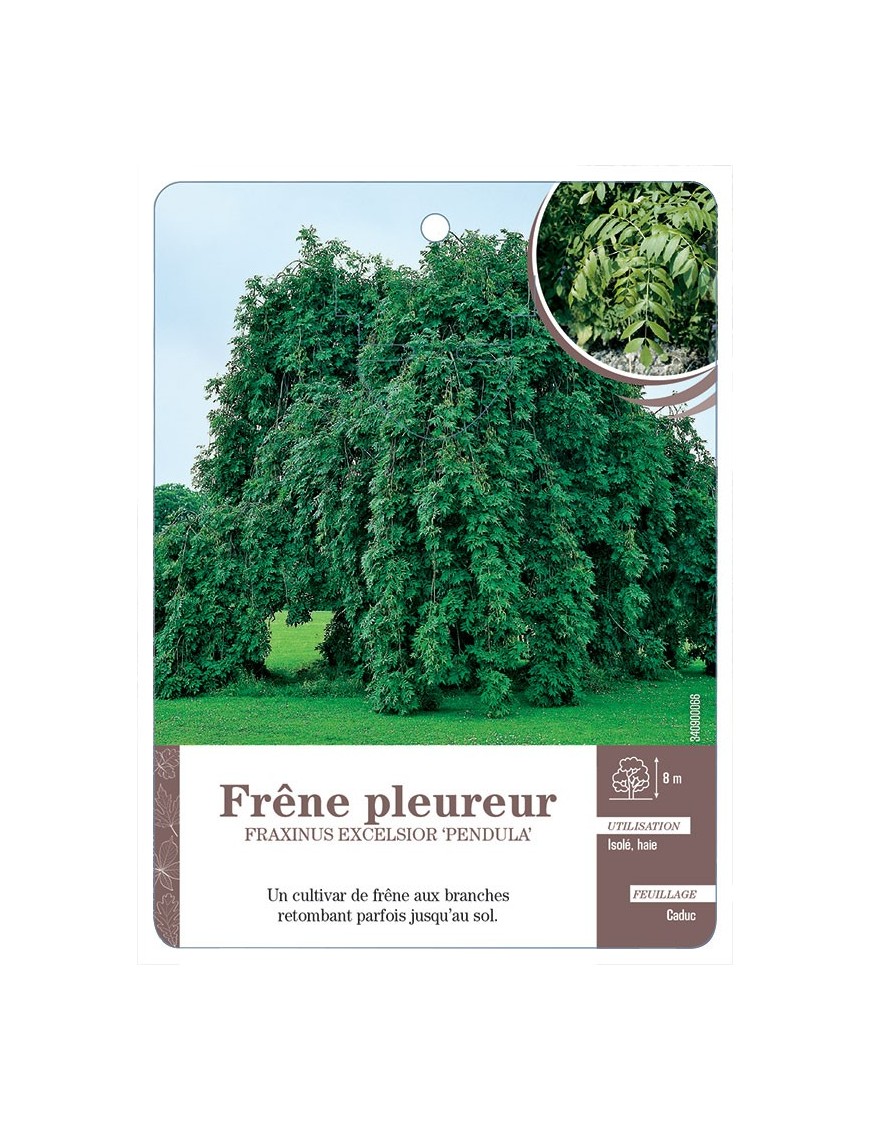 FRAXINUS EXCELSIOR PENDULA VOIR FRÊNE PLEUREUR