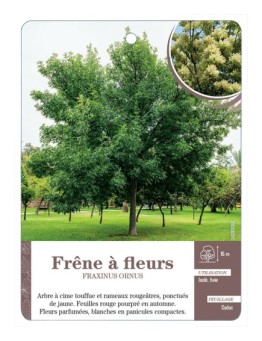 FRAXINUS ORNUS VOIR FRÊNE À FLEURS