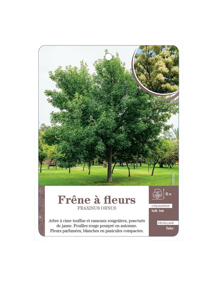 FRAXINUS ORNUS VOIR FRÊNE À FLEURS