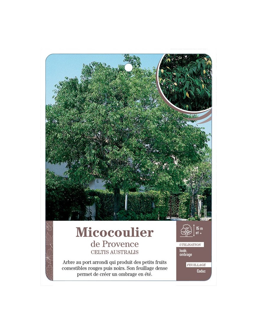 MICOCOULIER DE PROVENCE