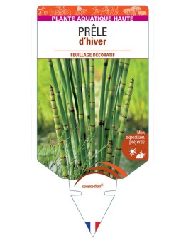 EQUISETUM hyemale voir Prêle d’hiver