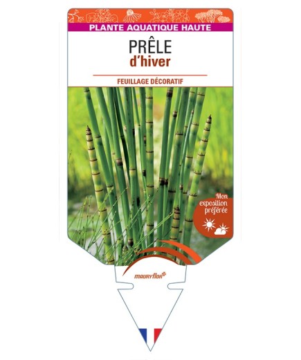 EQUISETUM hyemale voir Prêle d’hiver