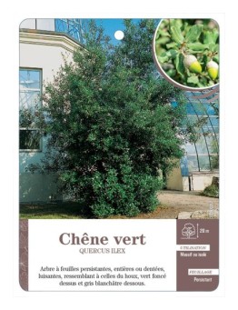 QUERCUS ILEX VOIR CHÊNE VERT