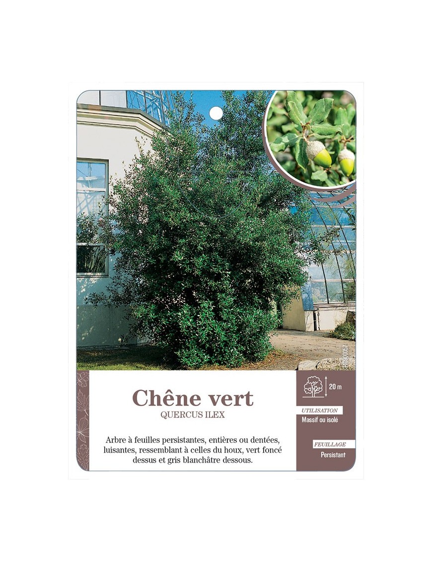 QUERCUS ILEX VOIR CHÊNE VERT