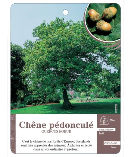 QUERCUS ROBUR VOIR CHÊNE PÉDONCULÉ
