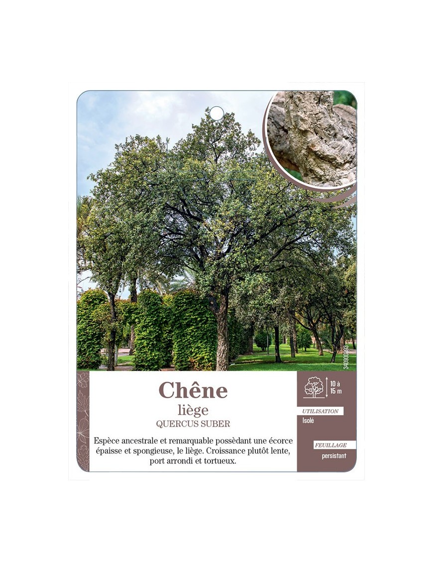 QUERCUS SUBER VOIR CHÊNE LIÈGE