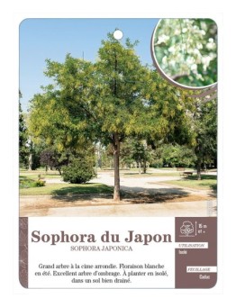 SOPHORA DU JAPON