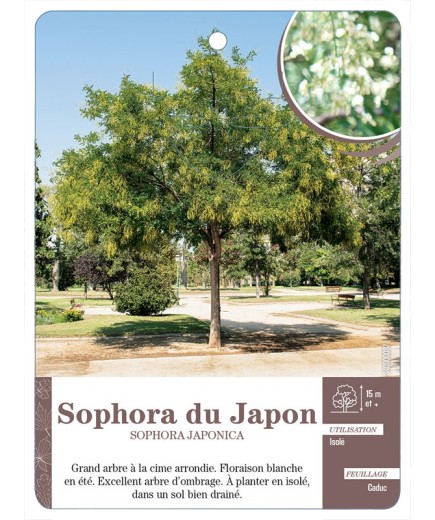 SOPHORA DU JAPON