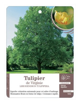 TULIPIER DE VIRGINIE