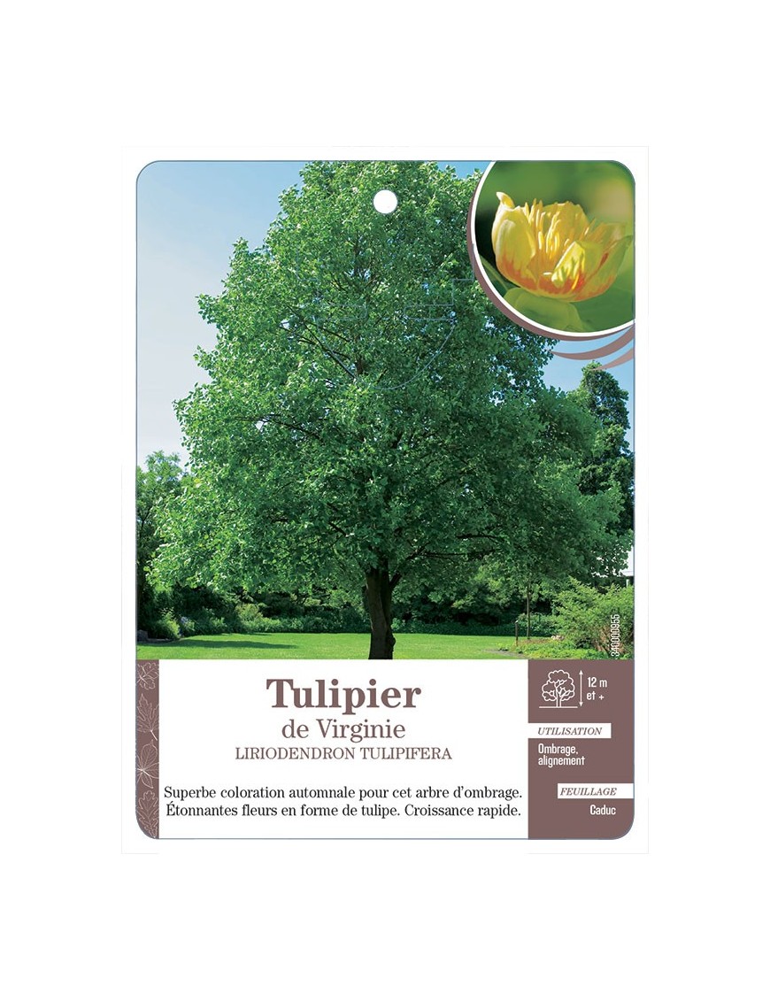 TULIPIER DE VIRGINIE