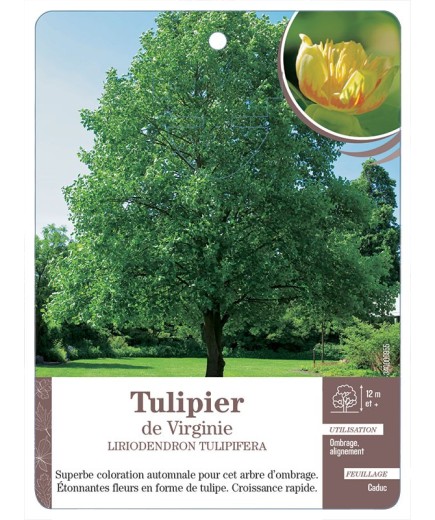 TULIPIER DE VIRGINIE