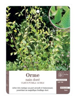 ULMUS PUMILA AUREA VOIR ORME NAIN DORÉ