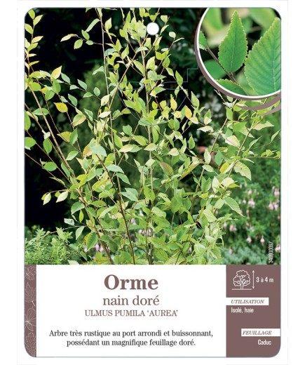 ULMUS PUMILA AUREA VOIR ORME NAIN DORÉ