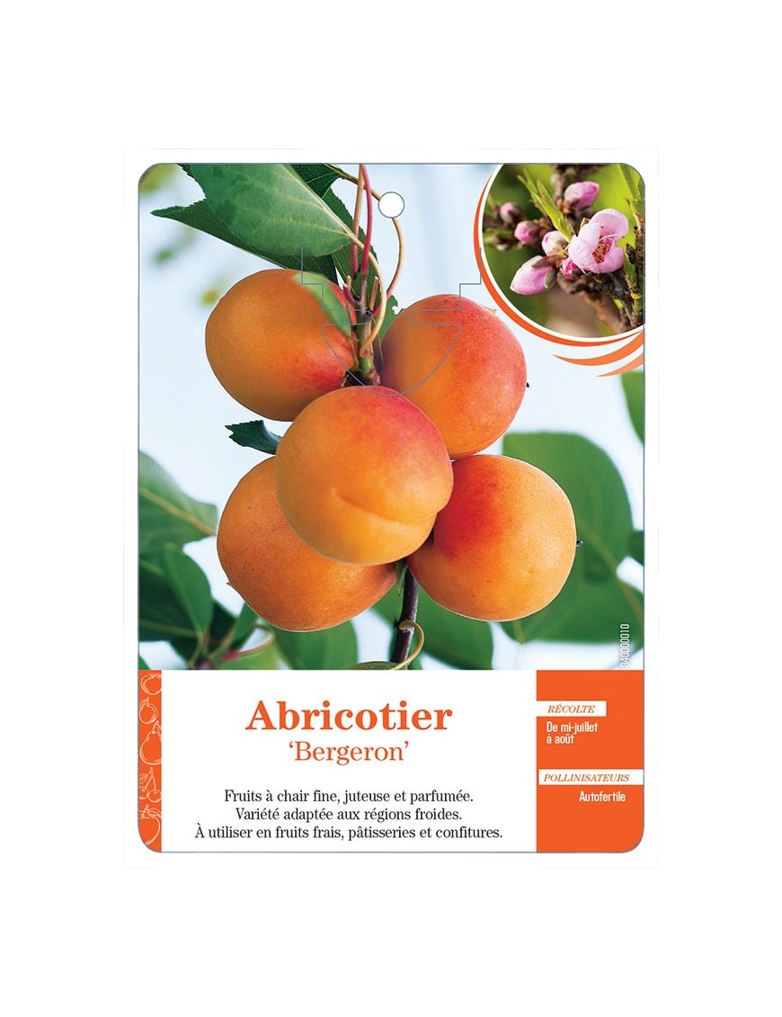 ABRICOTIER ‘BERGERON’