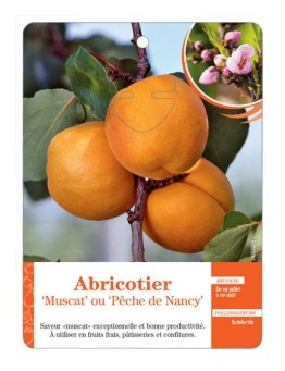 ABRICOTIER ‘MUSCAT’ OU ‘PÊCHE DE NANCY’