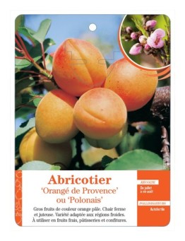 ABRICOTIER ‘ORANGÉ DE PROVENCE’ OU ‘POLONAIS’
